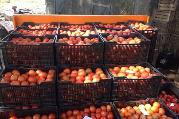 cajas para tomate