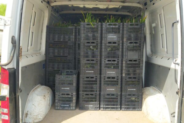 cajones plasticos apilables